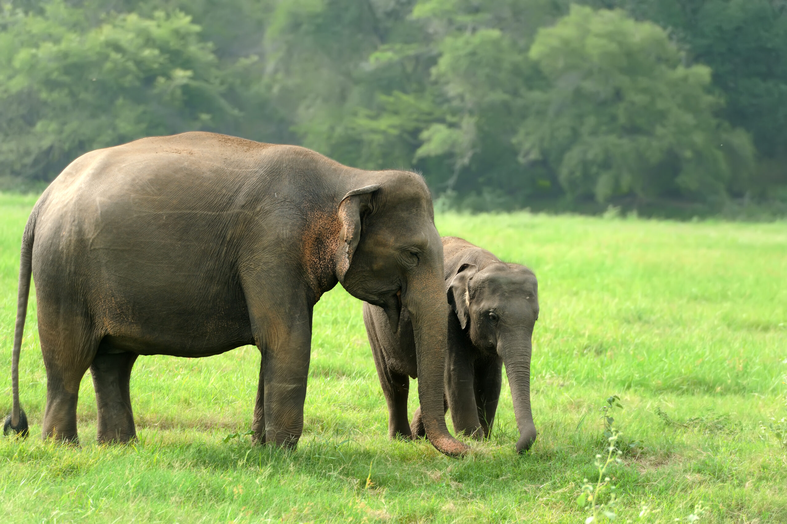 Elephants in National Park of Sri Lanka